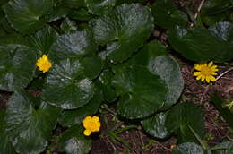 Image of Ficaria verna subsp. ficariiformis (Rouy & Foucaud) Maire