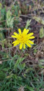 Image of Podospermum canum C. A. Mey.