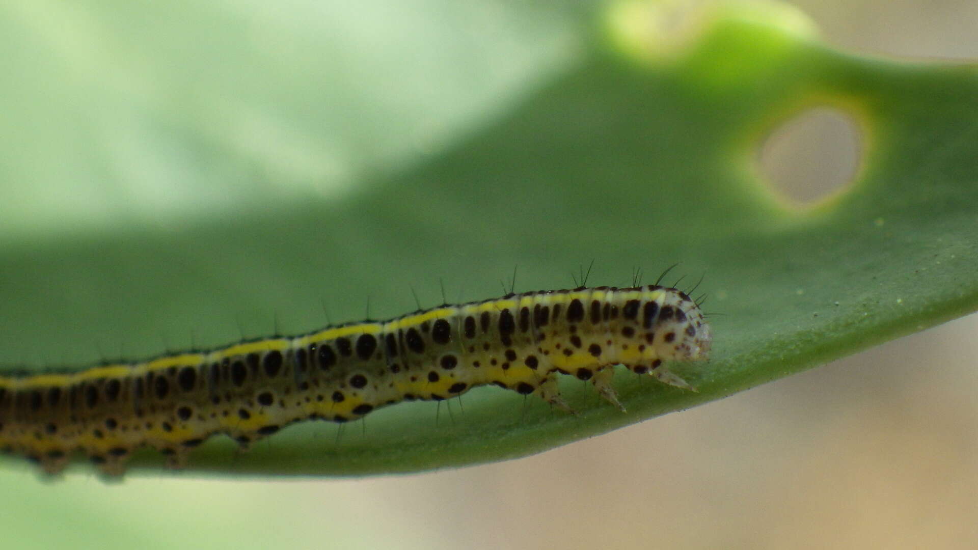 Imagem de Calophasia lunula Hufnagel 1766