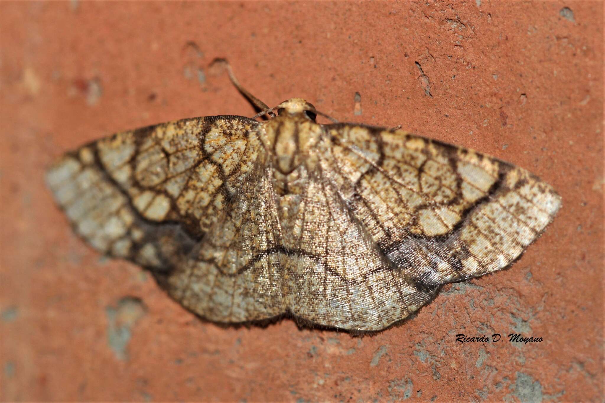 Image of Nematocampa arenosa Butler 1881