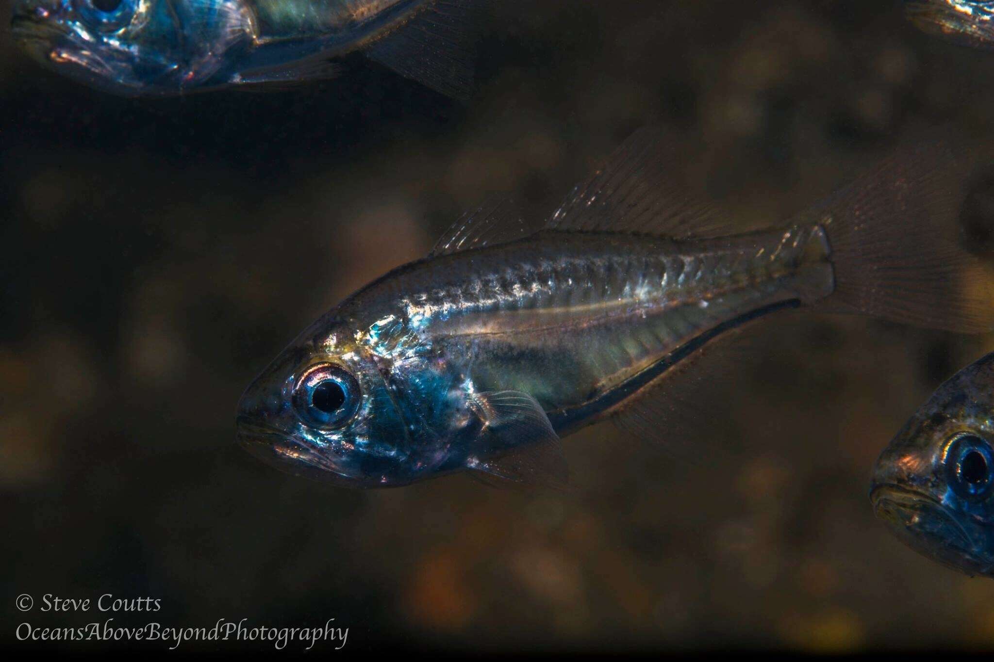 Image of Pink-breasted siphon-fish