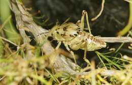 Image of Aglaothorax ovata gigantea (Rentz, D. C. F. & Birchim 1968)