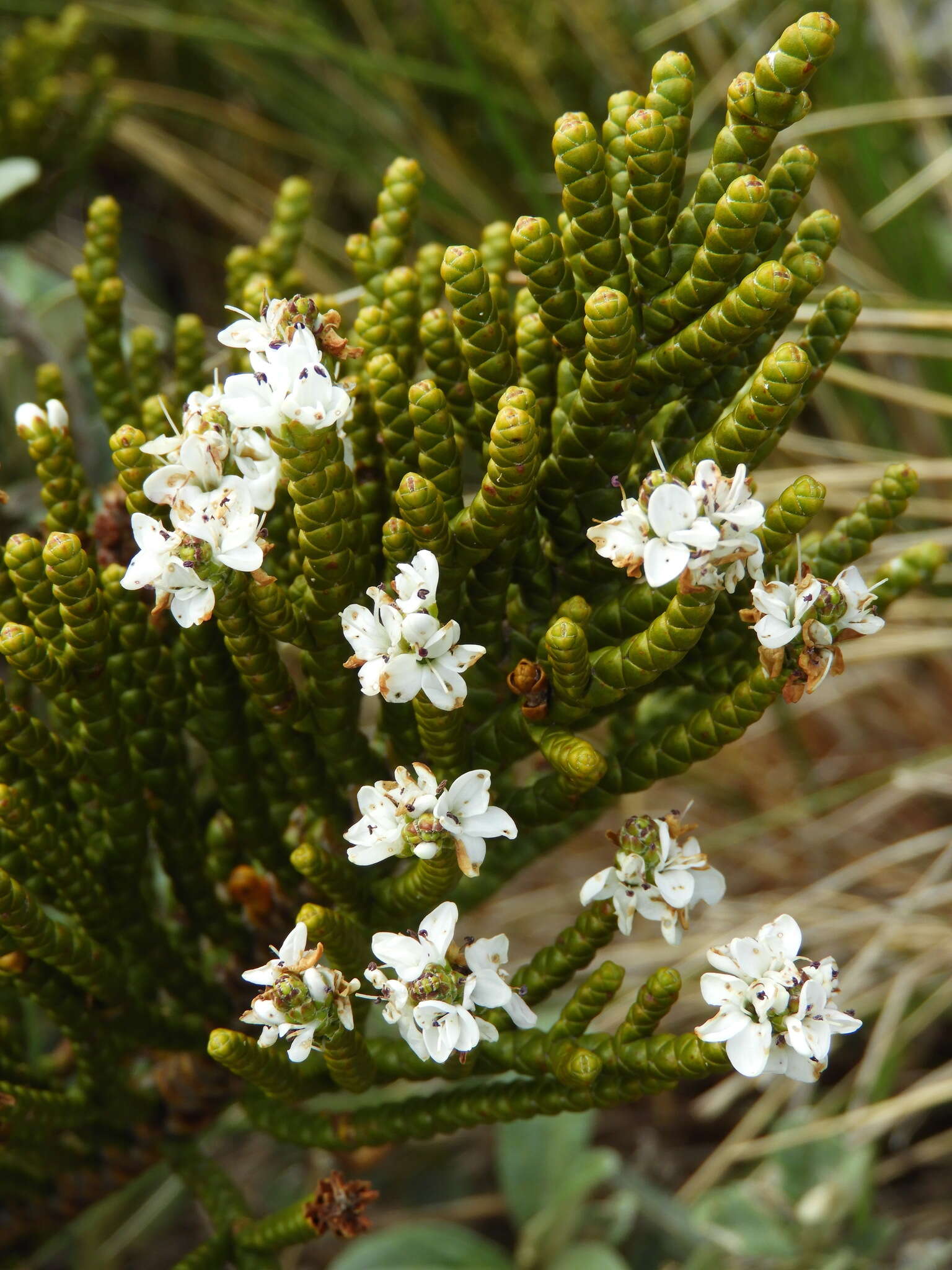 Image of Veronica hectorii subsp. hectorii