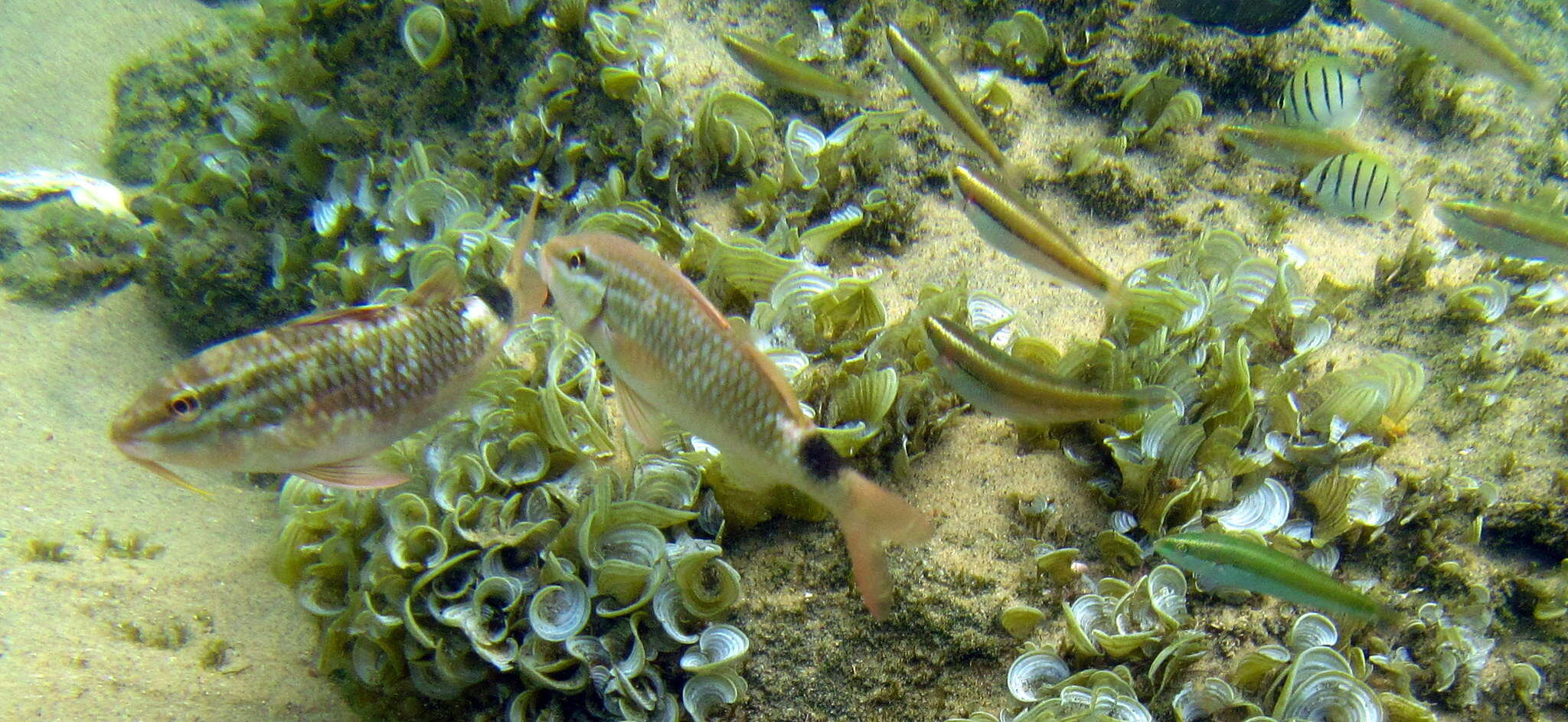 Image of Blacksaddle goatfish