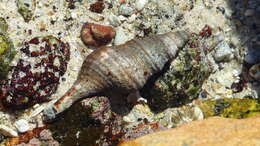 Image of Africofusus ocelliferus (Lamarck 1816)