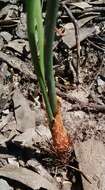 Image de Albuca cooperi Baker