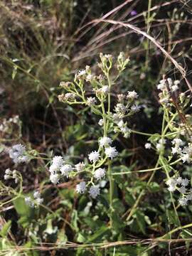 Image of lesser snakeroot