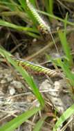 Image of Common signal grass