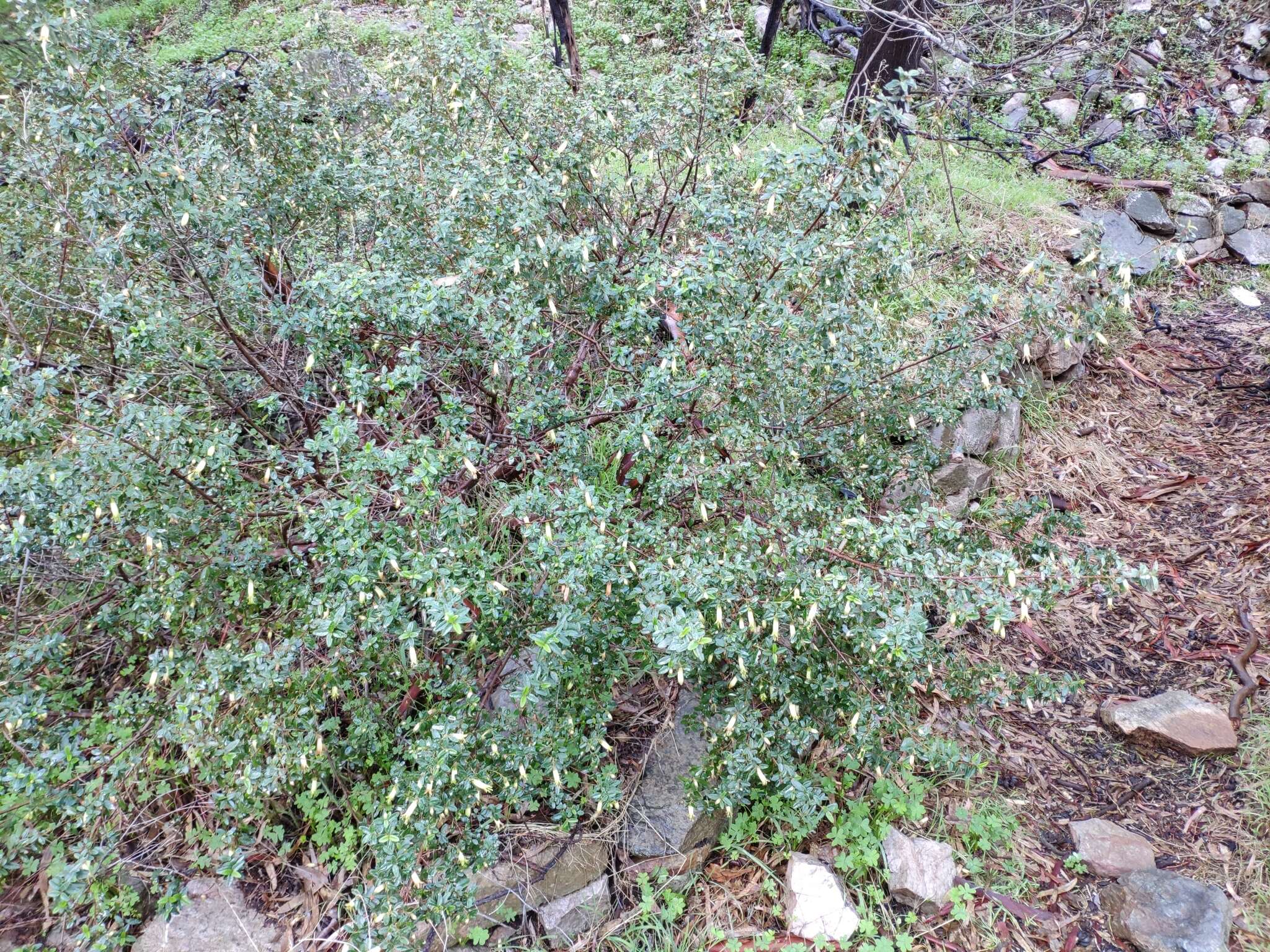 صورة Correa glabra var. leucoclada (Lindl.) Paul G. Wilson