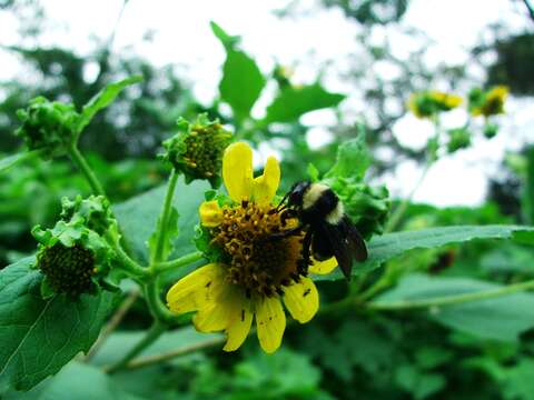 Image of Bombus medius Cresson 1864