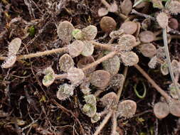 Veronica canescens T. Kirk resmi