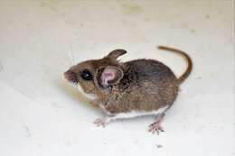 Peromyscus keeni (Rhoads 1894) resmi