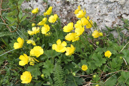 Image of Ranunculus breyninus Crantz