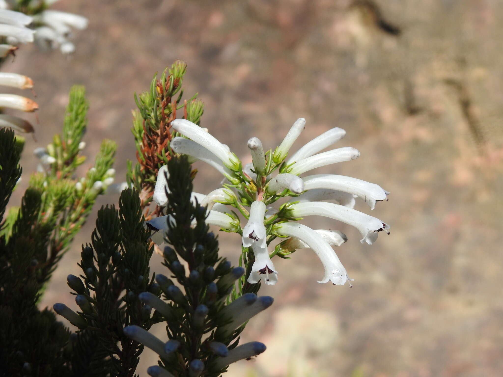 Image of Erica pinea Thunb.