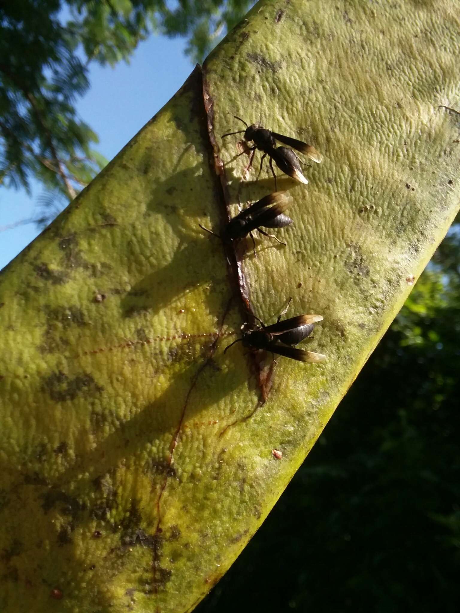 Слика од Parachartergus apicalis (Fabricius 1804)