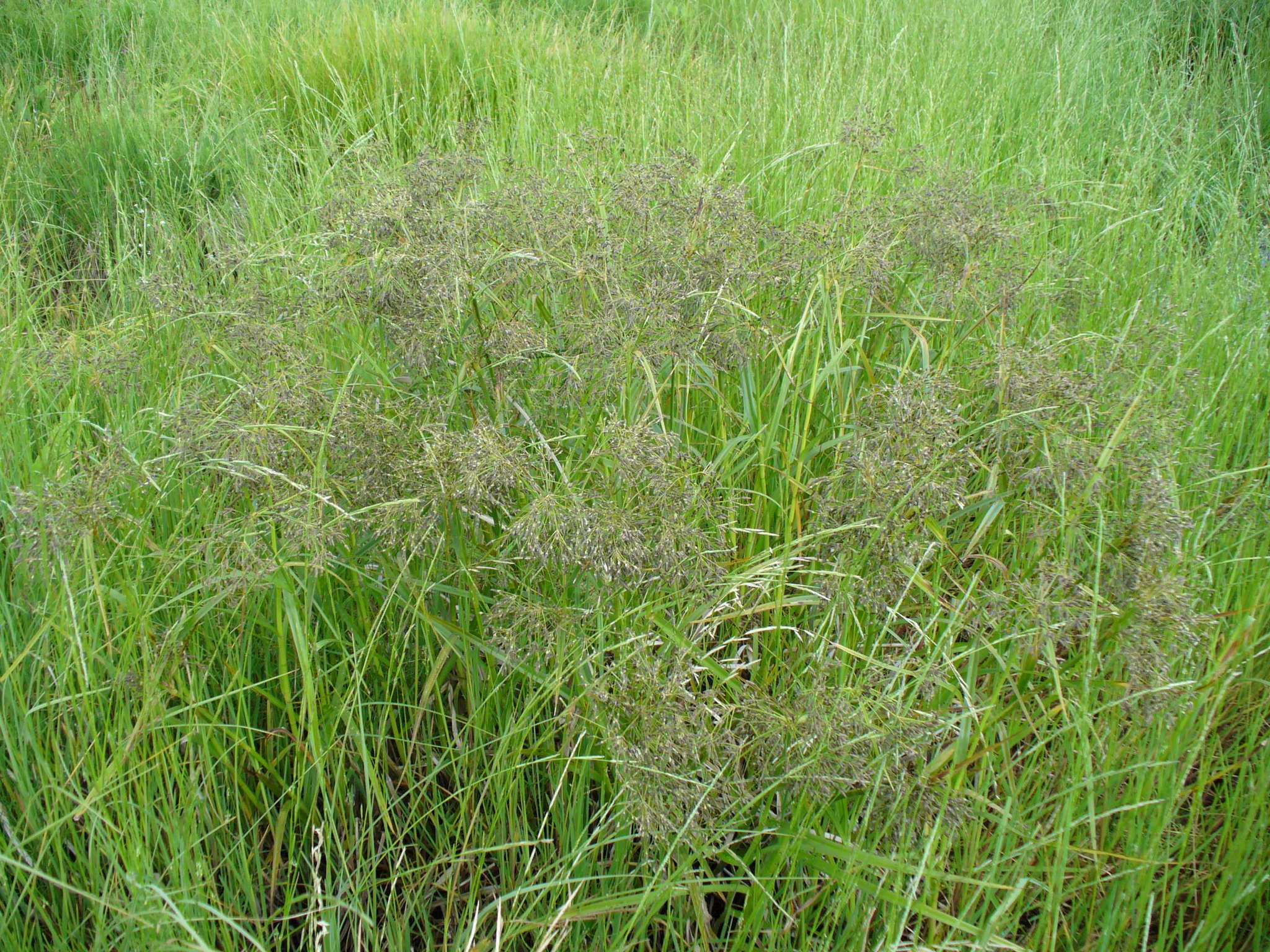 Imagem de Scirpus sylvaticus L.