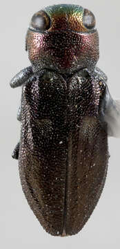 صورة Chrysobothris micromorpha Fall 1907