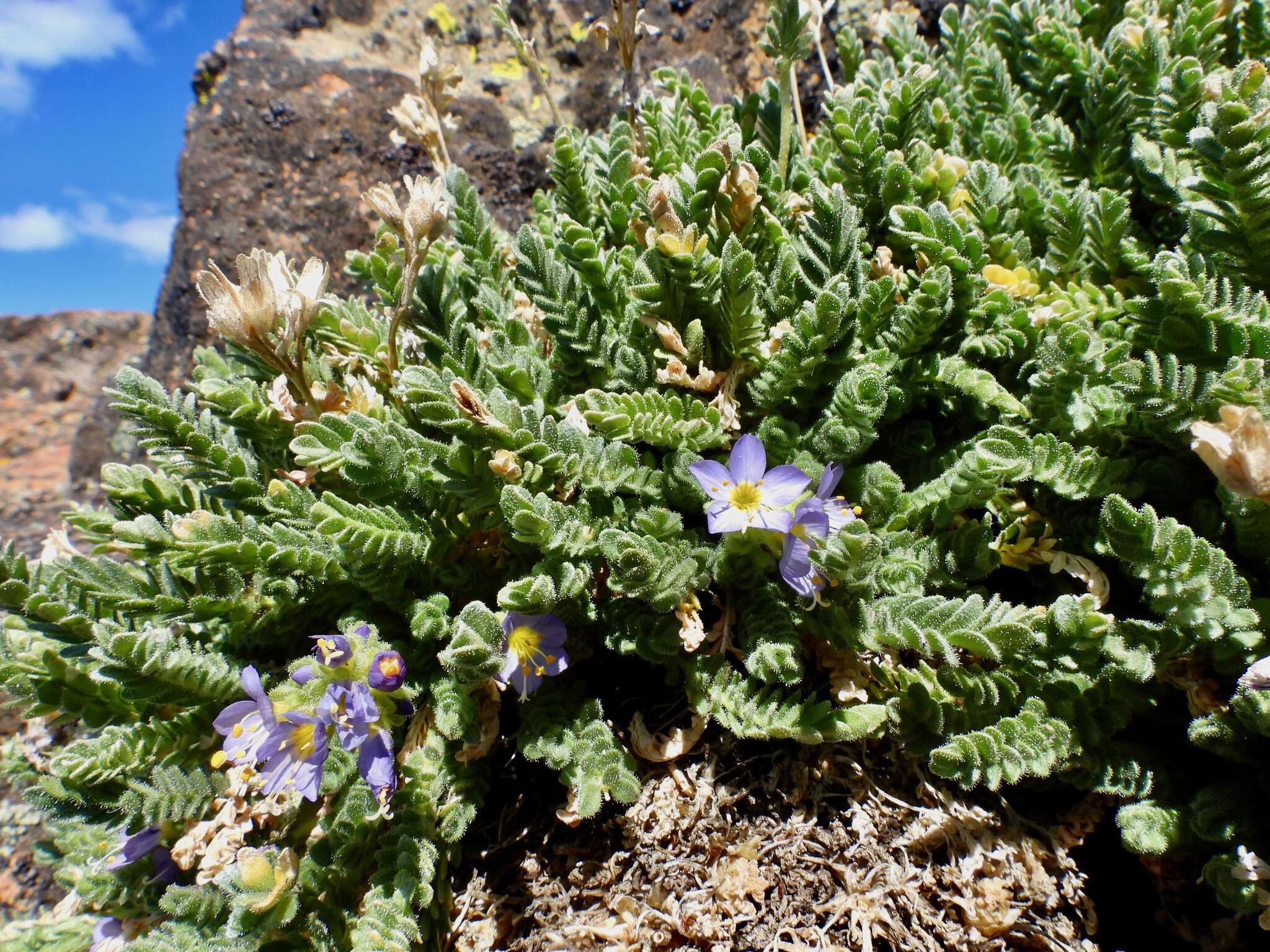 Imagem de Polemonium eddyense Stubbs