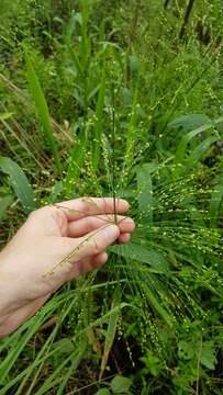 Plancia ëd Panicum mertensii Roth