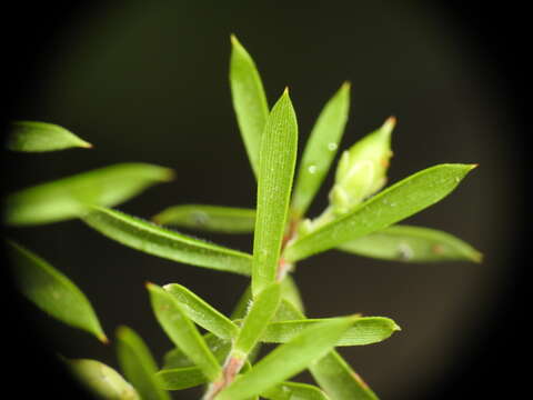 Image of Leucopogon leptospermoides R. Br.