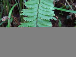 Sivun Hymenasplenium cheilosorum (Kunze ex Mett.) Tag. kuva