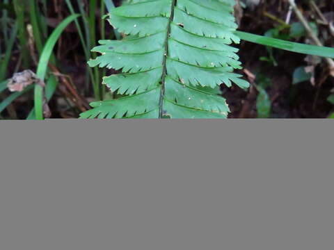 Image of Hymenasplenium cheilosorum (Kunze ex Mett.) Tag.