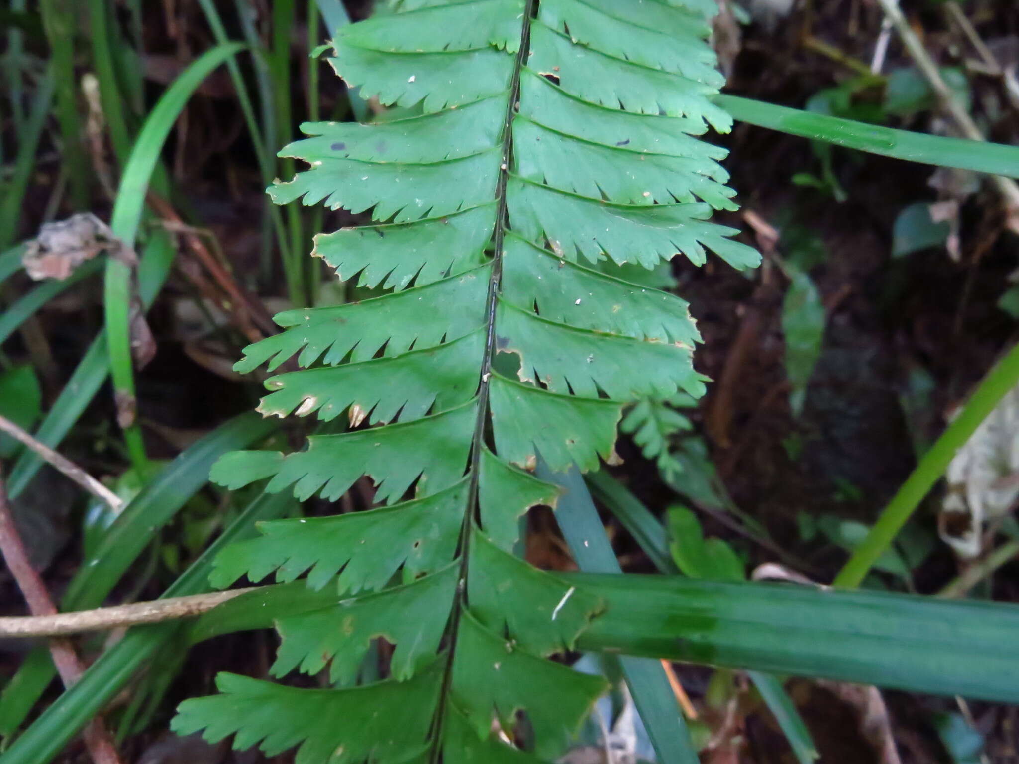 Sivun Hymenasplenium cheilosorum (Kunze ex Mett.) Tag. kuva