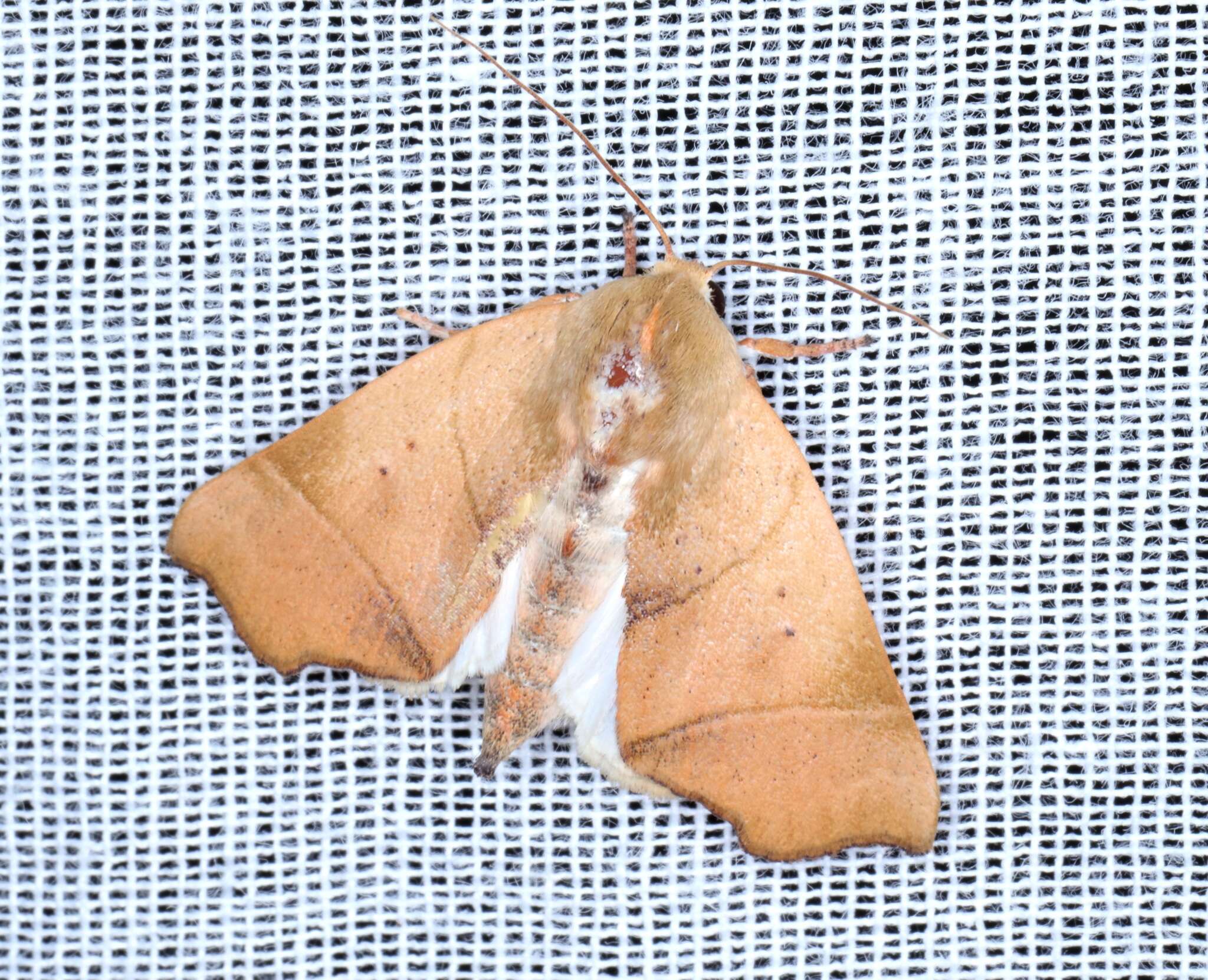 Image of Carea angulata Fabricius 1793