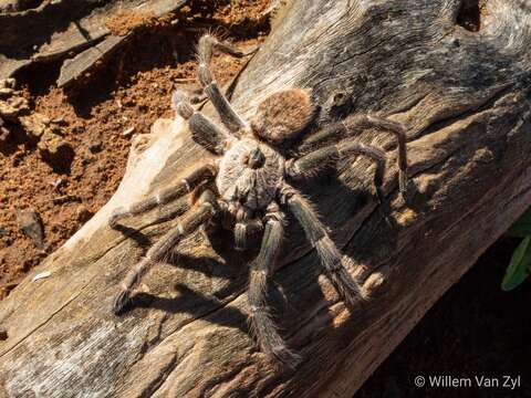 Image of African Horned Baboon Tarantula