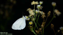 Image of Pieris melete Ménétriès 1857