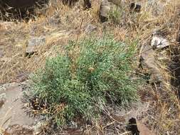 Image of Slickrock biscuitroot