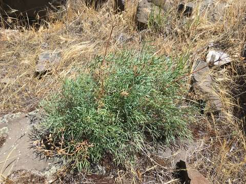 Image of Slickrock biscuitroot