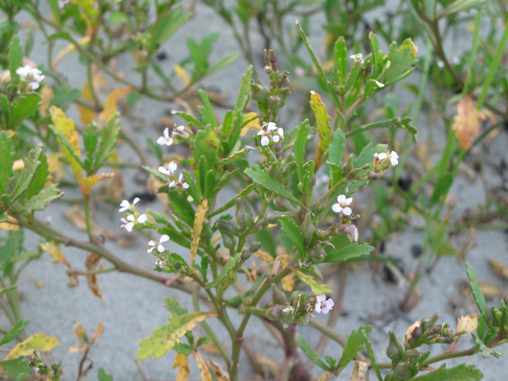 Image of Cakile edentula subsp. edentula