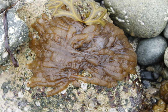 Image of Opalescent Inshore Squid