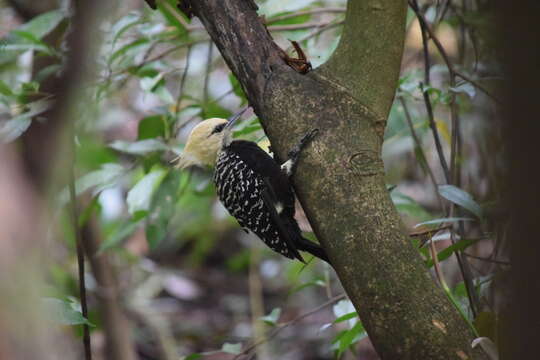 Image of Blond-crested Woodpecker