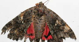 Image of Dark Crimson Underwing