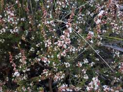 Image of Leucopogon recurvisepalus C. T. White