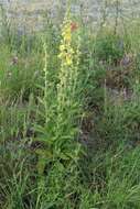 Image of orange mullein