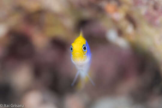 Image de Pseudochromis à dos jaune