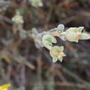 Delosperma acocksii L. Bol. resmi