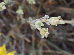 Image of Delosperma acocksii L. Bol.