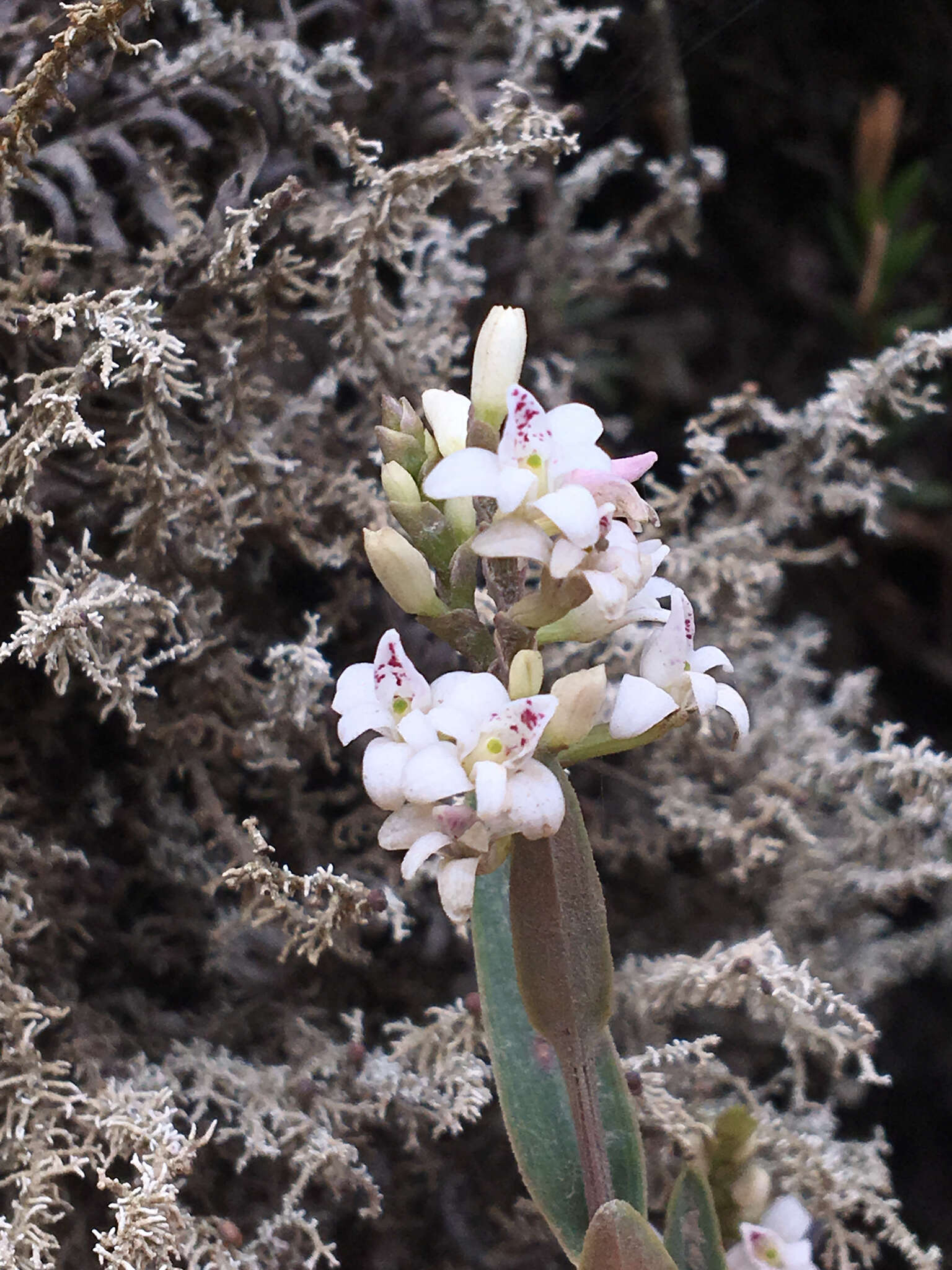 Imagem de Epidendrum fimbriatum Kunth