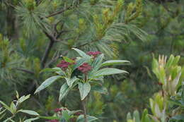 Image de Viburnum urceolatum Sieb. & Zucc.