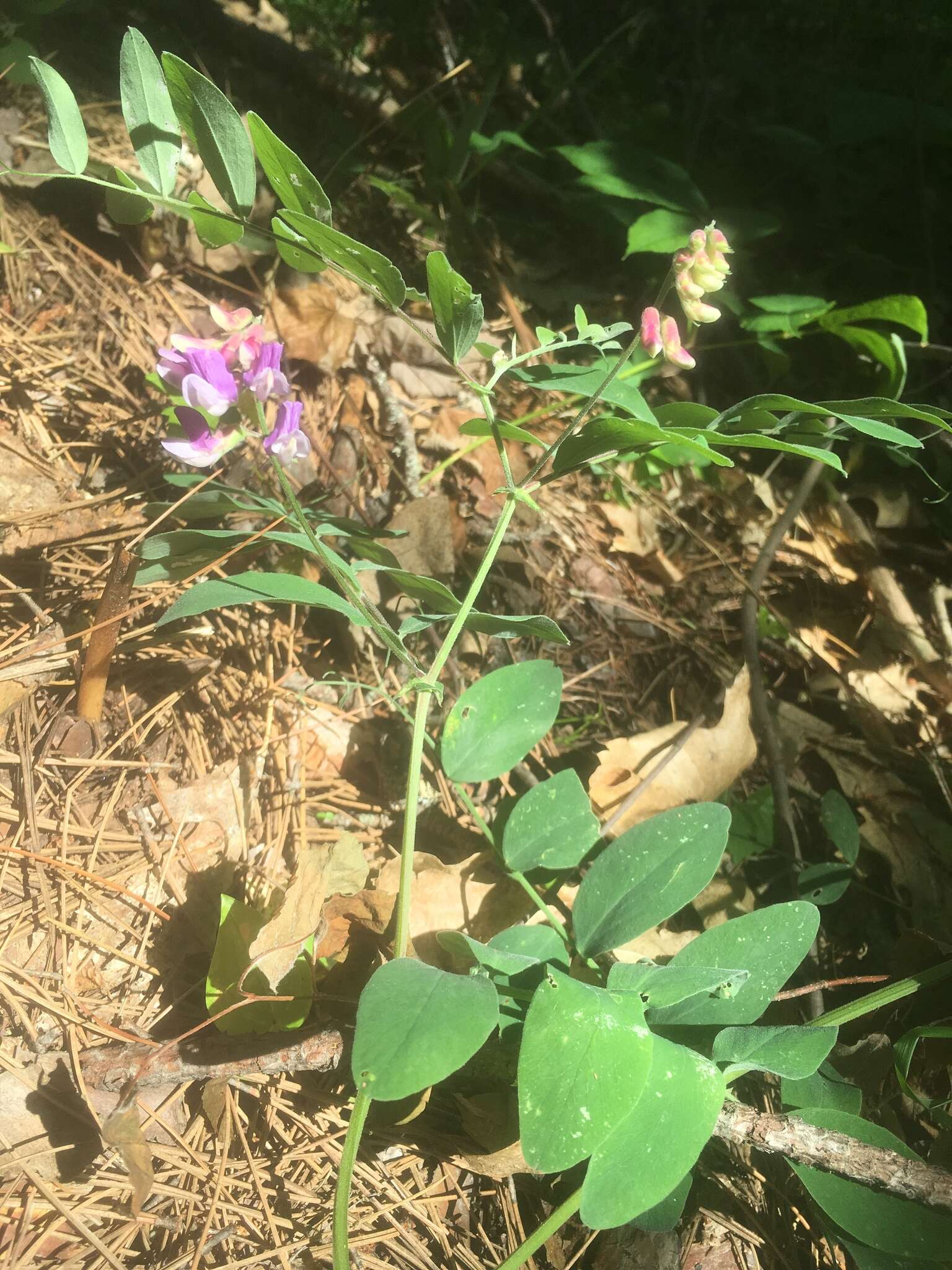 Imagem de Lathyrus venosus Willd.