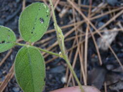 Image of Soft Milk-Pea