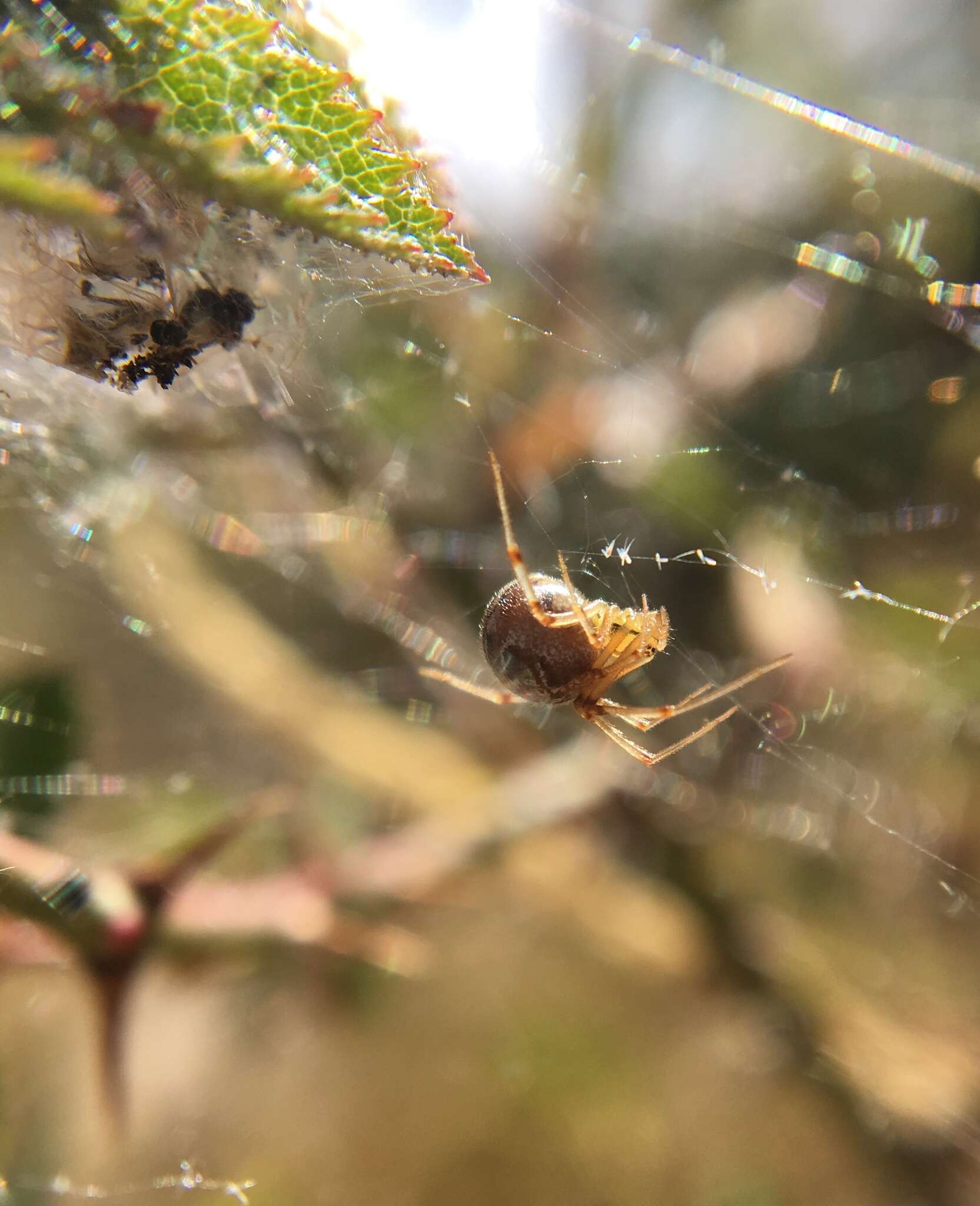 Image of Forest Cobweb Weaver