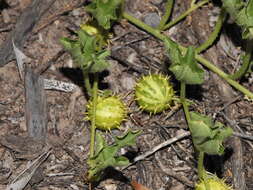 Image of Cucumis myriocarpus subsp. myriocarpus