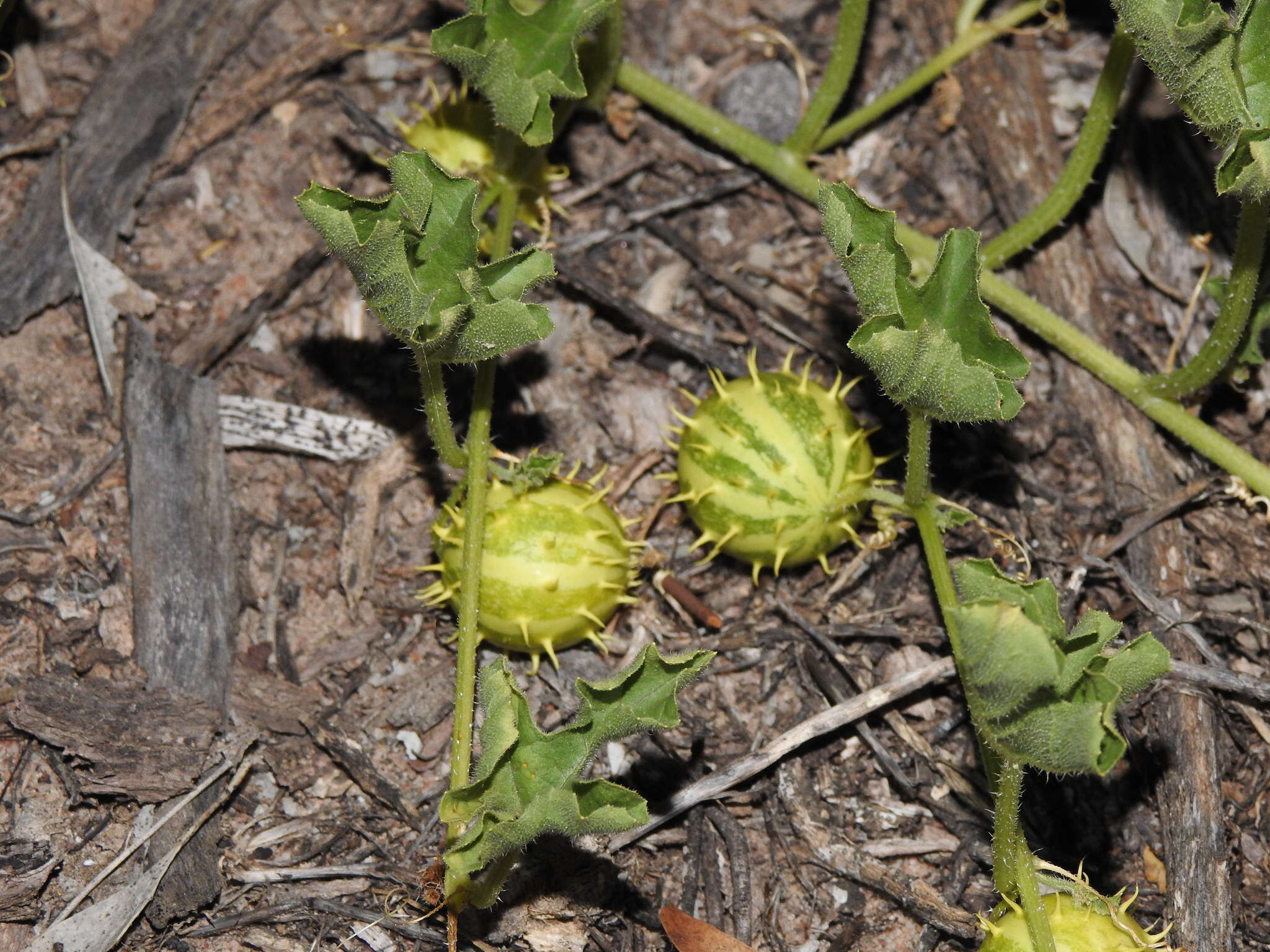 Image of Cucumis myriocarpus subsp. myriocarpus