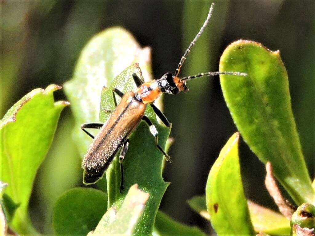 Слика од Podabrus cavicollis