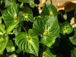 Image of Asian copperleaf